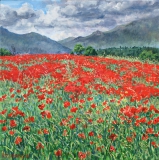 Klaprozen, olieverf, 35 x 35 cm, 6/2016, huile, Coquelicots sur le Col du Thaud