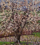 Kersenboom, olieverf, 35 x 31 cm, 4/2019, huile, Le merisier de Mémé