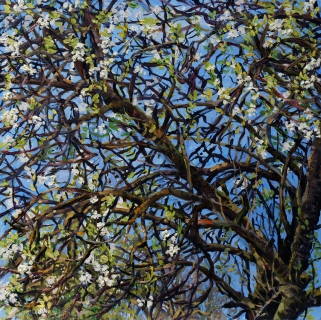 Voorjaar in Vianen, olieverf, 30 x 30 cm, 4/2015, huile, Printemps à Vianen
