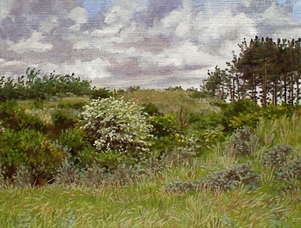 Bloeiende meidoorn bij Egmond, olieverf, 19 x 25 cm, 6/2006, huile, Aubépines en fleurs à Egmond